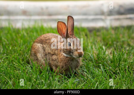 An eastern cottontail (Sylvilagus floridanus) rabbit, a member of the family Leporidae. Stock Photo