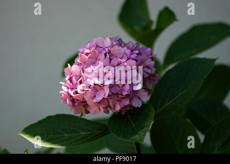 Hydrangea macrophylla, or bigleaf hydrangea, in variety Nigra. Stock Photo