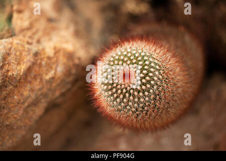 Mammillaria spinosissima, or spiny pincushion cactus, native to Mexico. Stock Photo