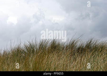 Dune grass against cloudy sky (shallow focus) Stock Photo