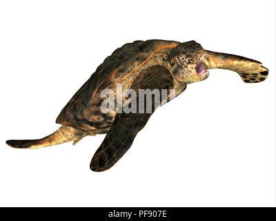 Archelon Turtle - Archelon was an aquatic reptile sea turtle that lived in South Dakota, USA during the Cretaceous Period. Stock Photo
