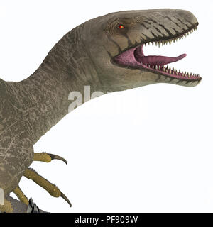 Dakotaraptor was a carnivorous dromaeosaurid theropod dinosaur that lived in South Dakota, North America during the Cretaceous Period. Stock Photo