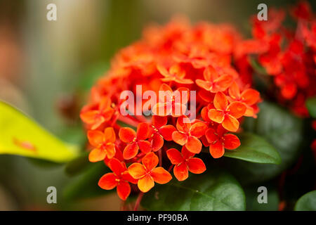 Ixora coccinea Maui, also known as flame of the woods, jungle geranium, or jungle flame, from the family Rubiaceae. Stock Photo