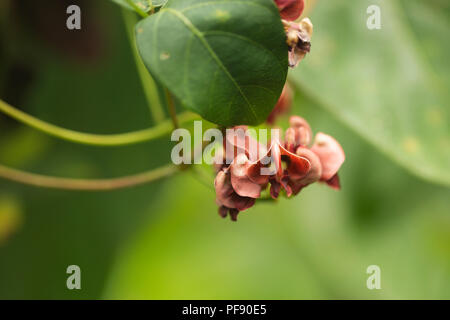 Flowers of the groundnut (Apios americana), also known as potato bean, hopniss, Indian potato, hodoimo, America-hodoimo, or American groundnut. Stock Photo