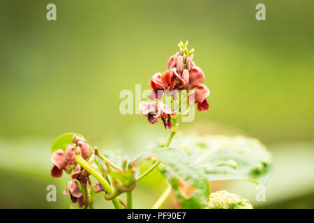 Flowers of the groundnut (Apios americana), also known as potato bean, hopniss, Indian potato, hodoimo, America-hodoimo, or American groundnut. Stock Photo