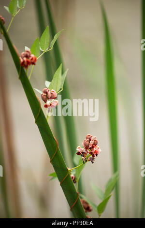 Flowers of the groundnut (Apios americana), also known as potato bean, hopniss, Indian potato, hodoimo, America-hodoimo, or American groundnut. Stock Photo