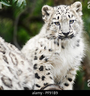 Baby snow leopard at play with his mother watching on. Stock Photo