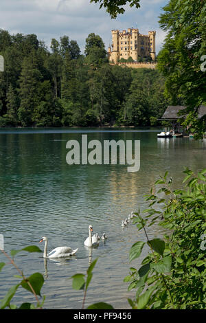 a family of swans on Alpsee (Lake Alp) with Hohenschwangau Castle in the background, Hohenschwangau, Allgaeu, Bavaria, Germany Stock Photo