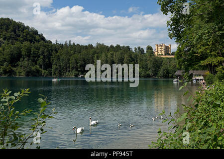 a family of swans on Alpsee (Lake Alp) with Hohenschwangau Castle in the background, Hohenschwangau, Allgaeu, Bavaria, Germany Stock Photo