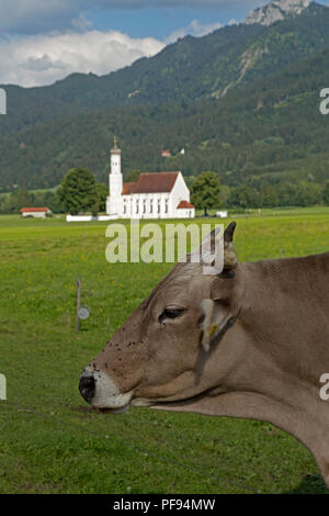 cow in front of St. Coloman Church near Schwangau, Allgaeu, Bavaria, Germany Stock Photo