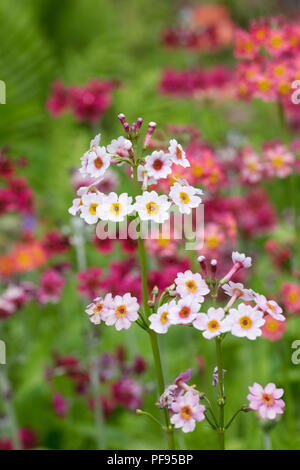 Primula Candelabra hybrids. Stock Photo