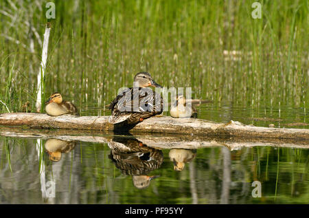 A mother Mallard duck sitting on a log with her two ducklings with thier image reflecting in the calm water of the pond. Stock Photo