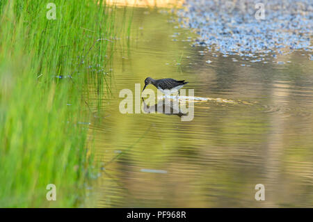 A solitary sandpiper (Tringa solitaria), wading in the golden colored water foraging for food in rural Alberta Canada. Stock Photo