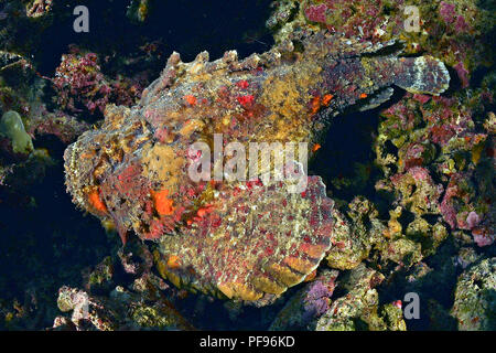 Reef stonefish or real stonefish (Synanceia verrucosa), the world's most venomous fish, Papua New Guinea Stock Photo