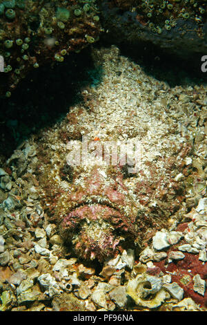 Reef stonefish or real stonefish (Synanceia verrucosa), the world's most venomous fish, Sulawesi, Indonesia Stock Photo