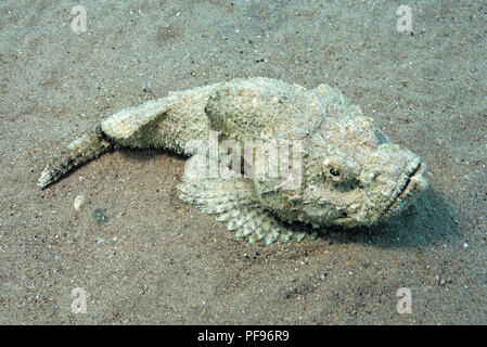 False stonefish, Humpback Scorpionsfish or Devil scorpionfish (Scorpaenopsis diabolus) laying on sandy sea bed, Sinai, Egypt Stock Photo