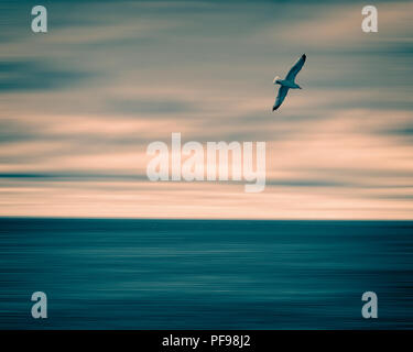 PHOTOGRAPHIC ART: Gull Flight 832 Stock Photo