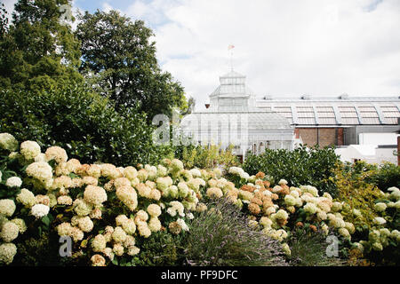 Horniman Museum conservatory in London with hydrangea bushes Stock Photo