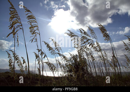 Tall grasses growing on dunes on the coast of the Atlantic Ocean, Virginia, USA Stock Photo