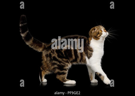 Scottish Fold Cat White with tabby fur, Walking and Looking up isolated on Black Background, side view Stock Photo