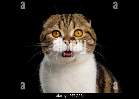 Portrait of Surprised Scottish Fold Cat White with tabby fur, opened mouth isolated on Black Background Stock Photo