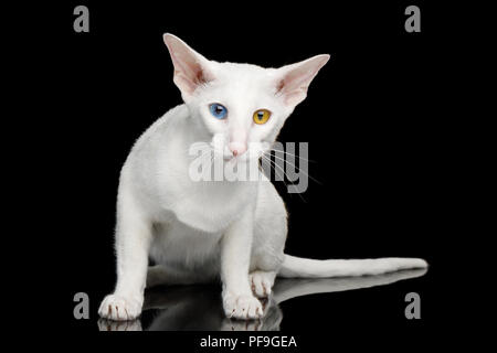 Odd Eyed Oriental Cat With White fur Sitting on Black Isolated Background Stock Photo