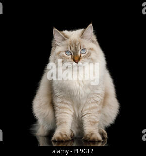 Cute Neva Masquerade Cat with Blue Eyes Sitting on Isolated Black Background Stock Photo