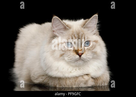 Cute Neva Masquerade Cat with Blue Eyes Lying on Isolated Black Background Stock Photo