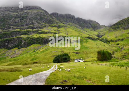 Black faced sheep grazing at Achnambeithach cottage under Aonach Dubh last of the Three Sisters at Bidean nam Bian Glen Coe Scotland UK Stock Photo