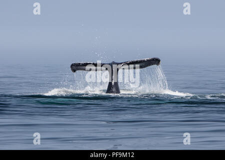 A Humpback whale, Megaptera novaeangliae, raises its tail to dive into the north Atlantic Ocean off Cape Cod, Massachusetts. Stock Photo