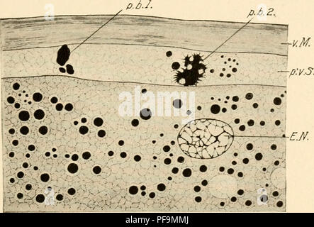 . The development of the chick; an introduction to embryology. Birds -- Embryology. DEVELOPMENT PRIOR TO LAYING 35 it rapidly withdraws from the surface of the egg to a deeper position near the center of the germinal disc. (Concerning the. Fig. 12.-— Egg nucleus (female pronucleus) and polar bodies of the pigeon's egg. (After Harper.) 8.30 p.m. x 2000. E. N., Egg nucleus, p. b. 1, First polar body. p. b. 2, Second polar body. p'v. S., Perivitelline space, v. M., Vi- telline membrane. general theory of the maturation process see E. B. Wilson, &quot;The Cell in Development and Inheritance/' the  Stock Photo