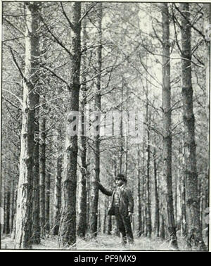 This work focuses on the development of British forestry, highlighting the growth of Scots pine trees, specifically a 30-year-old specimen in Northumberland, and the role of forest management in the UK's forestry practices. Stock Photo