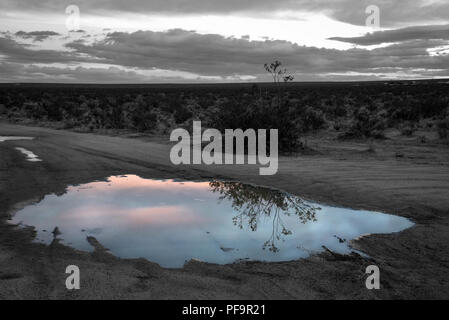 A rain puddle after the storm captures the colorful sunset Stock Photo
