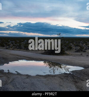 A rain puddle after the storm captures the colorful sunset Stock Photo