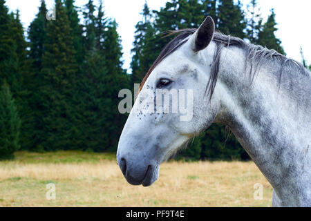 Horse with lots of flies on face and eye. Brown horse suffering swarm ...