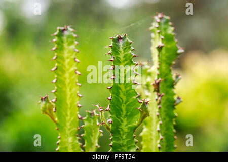 Jade Tiger Cactus, Euphorbia trigona, close up Stock Photo