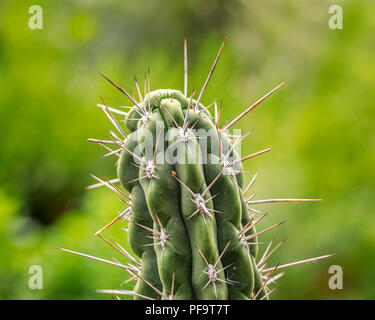 Thorny Cactus, close up, Manitoba, Canada. Stock Photo