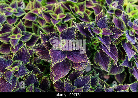 Green and Purple Variegated Coleus from above, Manitoba, Canada. Stock Photo