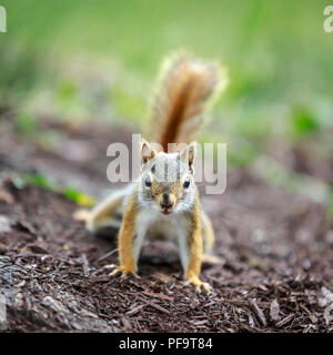 American Red Squirrel, (Tamiasciurus hudsonicus), Manitoba, Canada. Stock Photo
