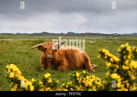 Highland Cattle with crooked horns lying in a field on the Ross of Mull Isle of Mull with yellow Scotch Broom Scotland UK Stock Photo