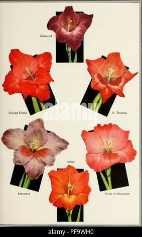 . Descriptive list : gladiolus and delphiniums. Nurseries (Horticulture) Vermont Burlington Catalogs; Nursery stock Vermont Burlington Catalogs; Bulbs (Plants) Vermont Burlington Catalogs; Gladiolus Vermont Burlington Catalogs; Delphinium Vermont Burlington Catalogs. . Please note that these images are extracted from scanned page images that may have been digitally enhanced for readability - coloration and appearance of these illustrations may not perfectly resemble the original work.. Champlain View Gardens; Henry G. Gilbert Nursery and Seed Trade Catalog Collection. Burlington, Vt. : Champla Stock Photo