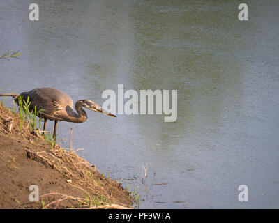 A Great Blue Heron standing on the shore looking for fish. He is shown in profile. Stock Photo