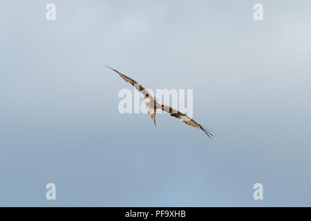 Red Kite (Milvus milvus) soaring in the sky while hunting above the Chiltern Hills in England, UK, on a clear summer's day. Stock Photo