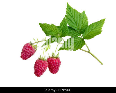 Raspberries and leaves branch isolated on white. Three dangling red berries. Stock Photo