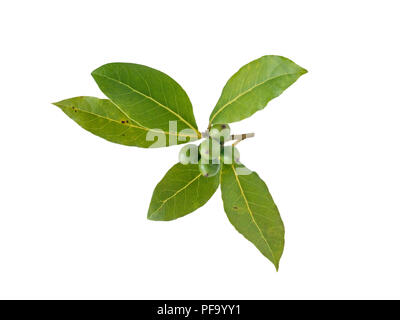 Bay laurel leaves and berries isolated on white. Laurus nobilis branch with drupes. Stock Photo