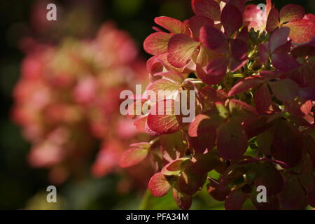 Hydrangea paniculata Diamond Rouge.  Hydrangea paniculata, the panicled hydrangea, is a species of flowering plant in the family Hydrangeaceae. Stock Photo