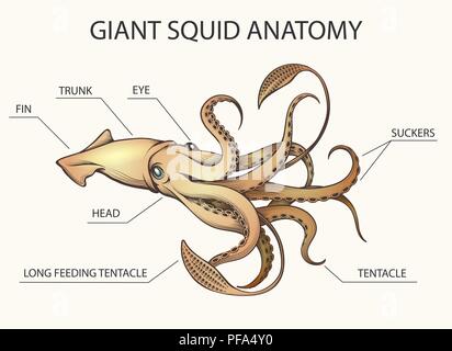 Giant Squid Drawn In Engraving Tattoo Style Vector Illustration Stock Vector Image Art Alamy