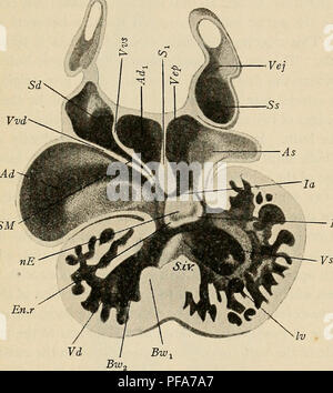 . The development of the human body : a manual of human embryology. Embryology; Embryo, Non-Mammalian. THE FORMATION OF THE HEART 235 atrial canal into a right and left half (Fig. 142). With the upper edge of this partition the thickened lower edge of the atrial septum unites, so that the separation of the atria would be complete were it not for the foramen ovale.. SM En.s Fig. 142.—Section through a Reconstruction of the Heart of a Rabbit Embryo of 10. i mm. Ad and Adu Right and As, left atrium; Bwx and Bw2, lower ends of the ridges which divide the aortic bulb; En, endocardial cushion; En.r  Stock Photo