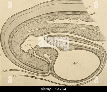 This introduction to chick embryology focuses on the development of the ...