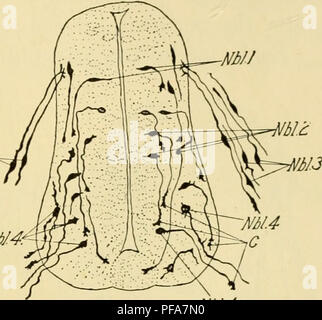 This text outlines the stages of embryonic development, focusing on the ...